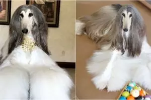 10 Gaya Battle anjing berbulu indah, biaya perawatannya Rp 210 juta