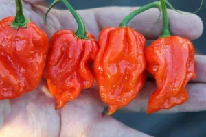 5 Jenis cabai terpedas di dunia yang bisa bikin lidahmu panas terbakar