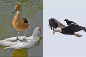 10 Potret hewan menunggangi hewan lain ini lucunya kebangetan