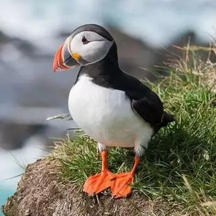 10 Jenis burung paling cantik dan diburu di dunia, mulai langka