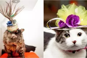 Begini penampilan unik 10 kucing jika hadiri pernikahan Harry-Meghan