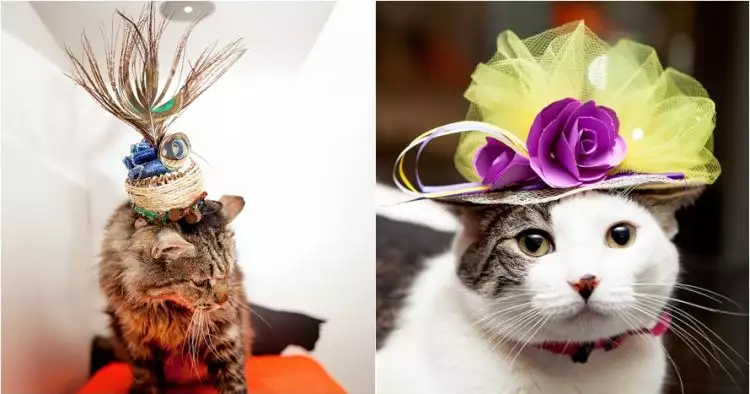 Begini penampilan unik 10 kucing jika hadiri pernikahan Harry-Meghan