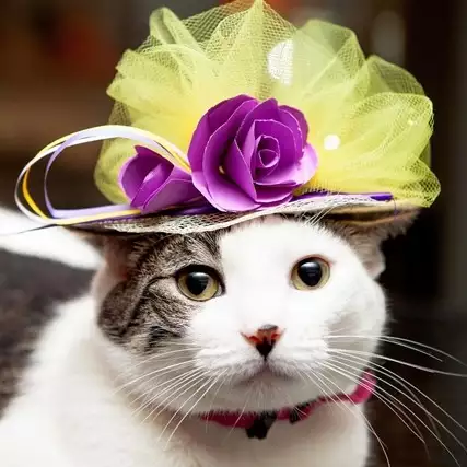 Begini penampilan unik 10 kucing jika hadiri pernikahan Harry-Meghan