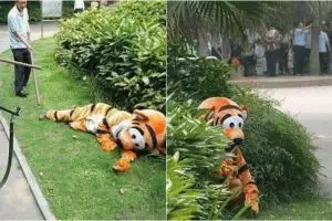 Simulasi penangkapan harimau ini bukannya serem malah konyol
