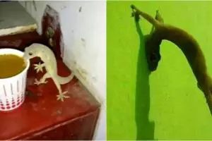 7 Kelakuan absurd cicak ini bikin diam-diam cekikikan