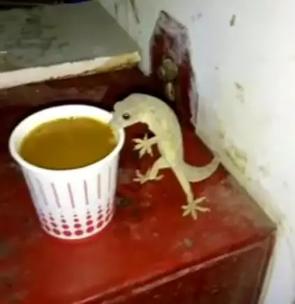 7 Kelakuan absurd cicak ini bikin diam-diam cekikikan