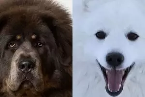 Jadi peliharaan, 5 hewan ini jati dirinya malah bikin terkejut