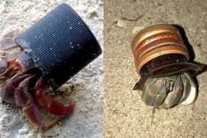 9 Potret miris saat umang-umang pakai 'rumah' dengan barang seadanya