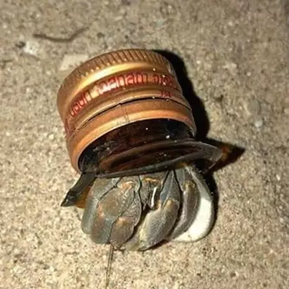 9 Potret miris saat umang-umang pakai 'rumah' dengan barang seadanya