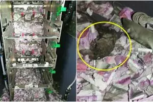 Bukan dirampok, uang Rp 253 juta dalam ATM ini habis digerogoti tikus