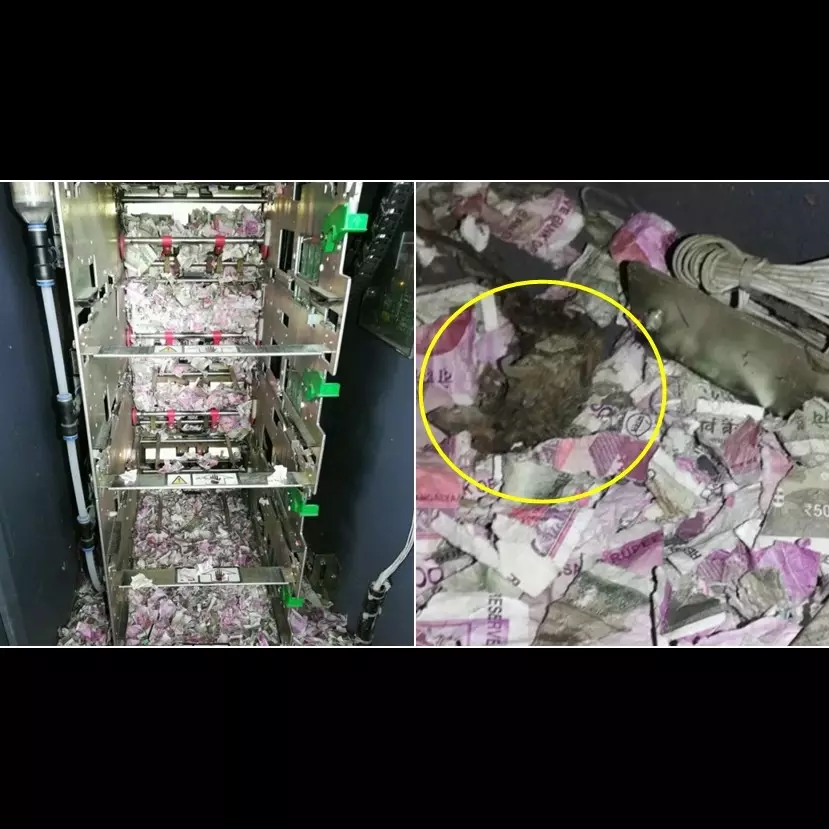 Bukan dirampok, uang Rp 253 juta dalam ATM ini habis digerogoti tikus