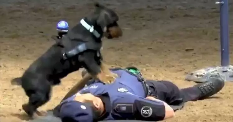 Aksinya viral, anjing polisi ini lakukan CPR ke manusia saat darurat