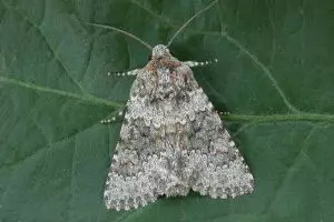 Hati-hati, cuci pakaian pakai air hangat bisa picu timbulnya ngengat