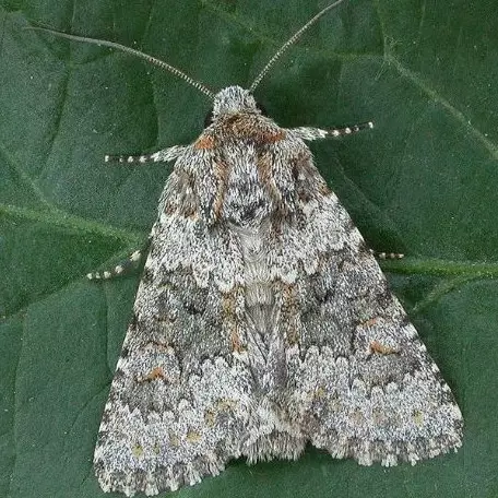 Hati-hati, cuci pakaian pakai air hangat bisa picu timbulnya ngengat