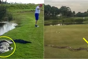 10 Momen satwa liar tiba-tiba muncul saat turnamen golf, bikin ngeri