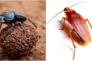 7 Serangga paling pintar di dunia, bisa menari hingga paham navigasi