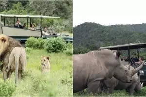 Nekat berburu cula badak, 3 pemburu ini tewas diterkam singa 
