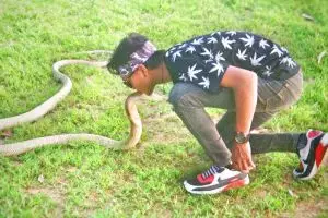 8 Aksi berbahaya Risky dengan king kobra, sebelum ular itu membunuhnya