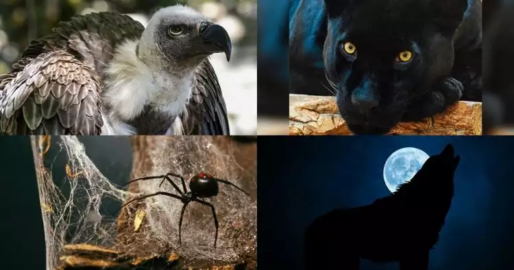 Pilih 1 dari 5 hewan ini, hasilnya bisa ungkap sisi gelap dirimu