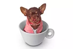 Anjing cihuahua terkecil ini dikloning 49 kali, pecahkan rekor dunia