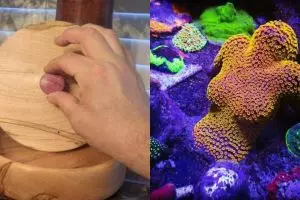 9 Momen ketemu benda mirip organ tubuh ini bikin kamu senyum nakal