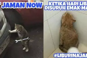 8 Meme 'jika kucing jadi manusia' ini ulahnya ngegemesin banget