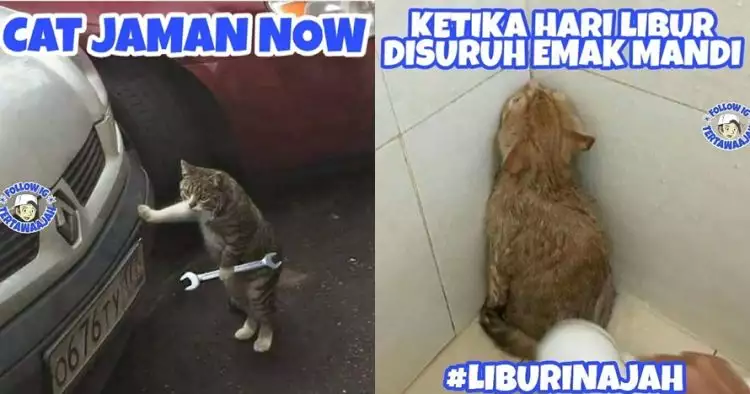 8 Meme 'jika kucing jadi manusia' ini ulahnya ngegemesin banget