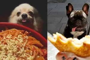12 Ekspresi lucu anjing minta makan ini bikin senyummu terkembang