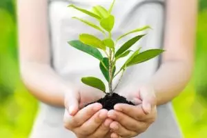 Unik & jadi tren baru, plasenta bayi dijadikan media tanam di pot