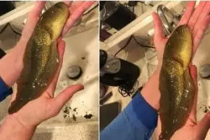 Sempat dikira ikan, setelah diteliti hewan ini bikin ilmuwan terkejut