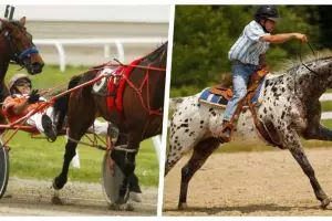 Bukan sembarang kuda, ini 5 ras yang paling bisa diandalkan buat lomba