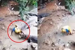 Detik-detik menegangkan pawang lolos dari gigitan buaya