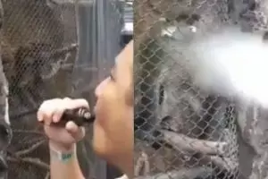 Aksi pria semburkan asap vape ke muka monyet ini tuai kecaman