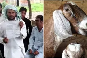 Miris, kambing hamil ini mati setelah diperkosa 8 orang 