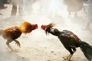 4 Momen kocak ayam jago serang pemiliknya, siapa yang menang?