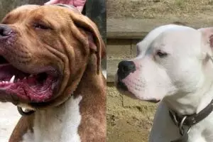 8 Ras anjing lucu tapi dilarang keras untuk dipelihara, awas digigit