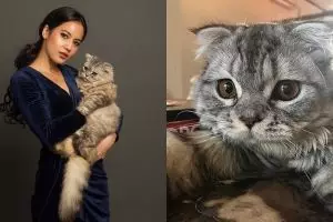 Kucing 5 seleb ini hits banget, tak kalah populer dari pemiliknya