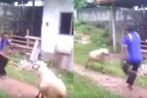 Aksi pria berkali-kali lolos dari serudukan kambing, bikin deg-degan