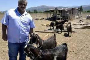 Krisis dana, klub sepak bola ini jual 18 pemain untuk beli 10 kambing