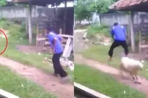 Video matador kambing ini bikin kamu ngakak sambil ngunyah rendang