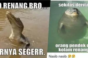 7 Meme berenang ini bikin kamu ketawa sambil ngapung