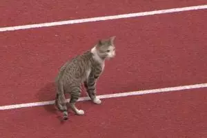 Kocak, kucing ini ikut Asian Games cabang atletik di Stadion Utama GBK
