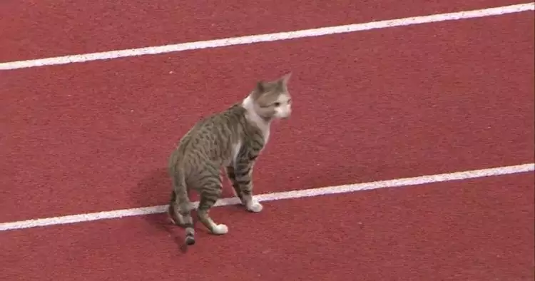 Kocak, kucing ini ikut Asian Games cabang atletik di Stadion Utama GBK
