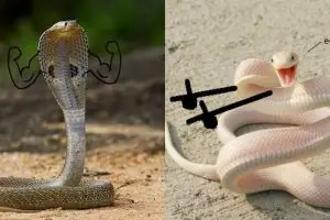 Nggak jadi takut, 10 editan foto ular ini malah bikin ngakak