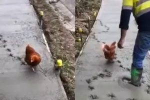 Usil banget, cara ayam ganggu pekerja jalan ini bikin emosi jiwa