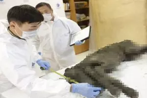 Heboh penemuan bangkai bayi kuda berusia 40.000 tahun dan masih utuh