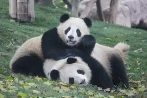 Alasan kebun binatang kasih tontonan video porno ini tak disangka