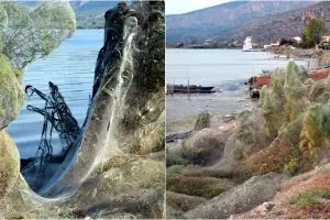 Kota ini diselimuti sarang laba-laba, 7 fotonya bikin merinding