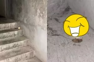 Temukan kecoa mati sendirian, pria ini lakukan 8 aksi kocak 