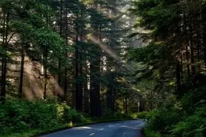 Cuma gara-gara ngompol, bocah 5 tahun ini dibuang orangtuanya ke hutan